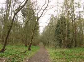 Turveylane Wood