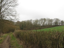 Track leading to the rail lines