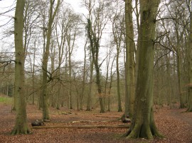 Whitelands Wood