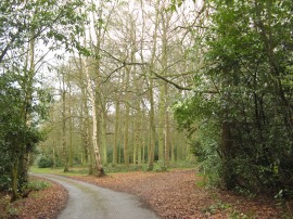 Path by Branches Wood