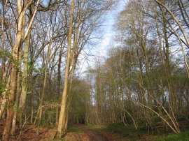 Warren Wood