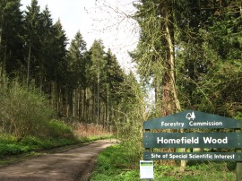 Homefield Wood