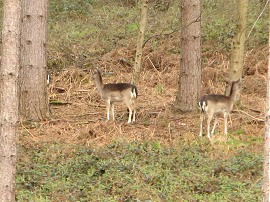 Deer in Homefield Wood