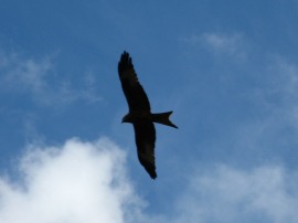 Red Kite