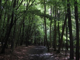 Adam's Wood