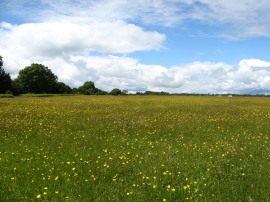 Maidensgrove Common