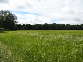 Field nr Park Corner