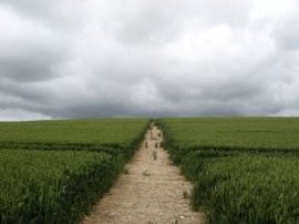 Field nr Potter's Farm