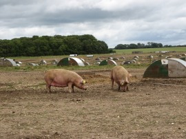 Piggery nr Ewelme