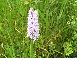 Common Spotted Orchid