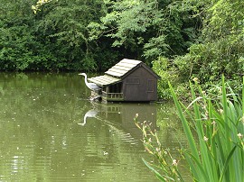 Heron, Russell's Water Pond