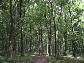 Shambridge Wood