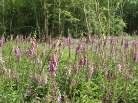 Foxgloves, Greenfield Wood