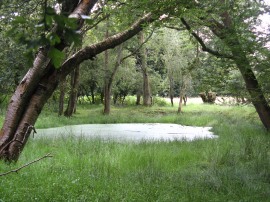 Pond nr Ibstone