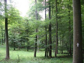 Hartmoor Wood