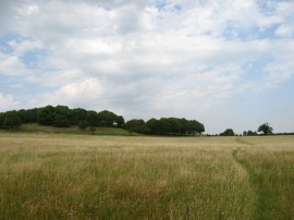 Meadow nr Wigan's Lane