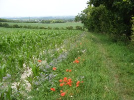 Path leading to Bledlow