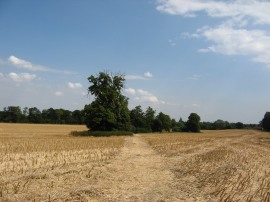 Path leading from Barnes Grove