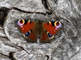 Peacock Butterfly