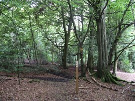 Cockshoots Wood