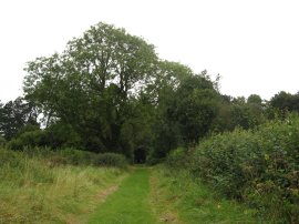 Path leading from Cockshoots Wood