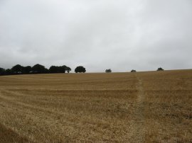 Field leading up to Kings Lane