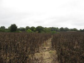 Field Beans