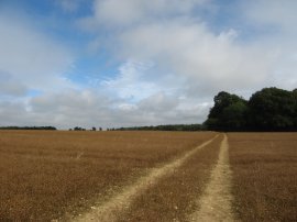 Approaching Shrubb's Wood