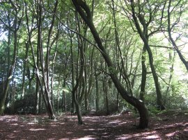 Beech trees in Wick Wood