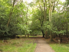 Woodland at Aldbury Common