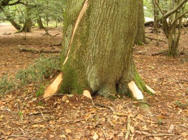 Tree with its bark torn off