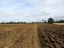 Path heading towards Common Road