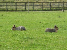 Whipsnade Zoo