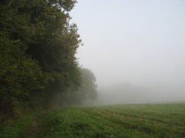 Path besides Sallowsprings wood