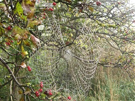 Dew covered cobweb