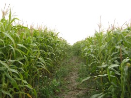 Field nr Bidwell