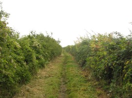 Green Lane approaching Chalton