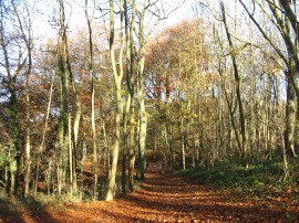 Beech Trees, Sharpenhoe Clappers