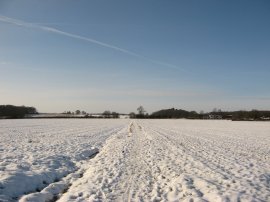 Fields nr Peter's Green