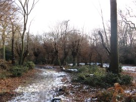 Hornbeam Pollards, Gernon Bushes