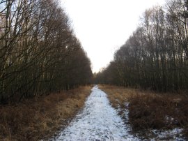Path through Birching Coppice