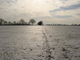 Fields nr Pepper Green