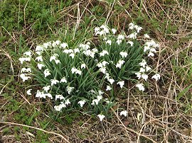 Snowdrops