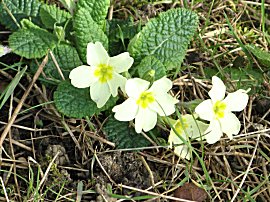 Primroses