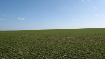 Fields nr Coggeshall