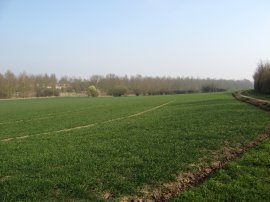 Approaching Coggeshall