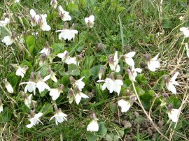 White Violets