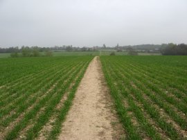 Fields nr Horkesley Heath