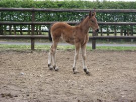 Foal