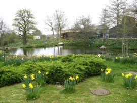 Pond nr Boxted